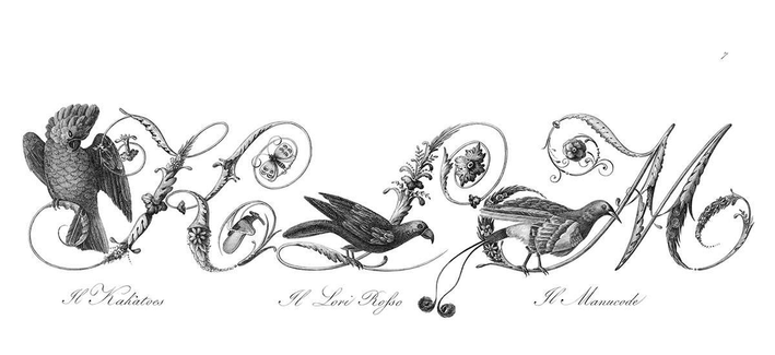 Plate featuring ornamental capital letters K, L, and M embellished with foliage, flowers, and pictures of birds, namely: a cockatoo, a red lory, a manucode.