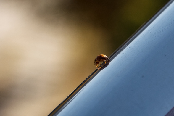 A small orange ladybug reflecting in the glossy surface, with a blurred, warm-toned background of tan and green.