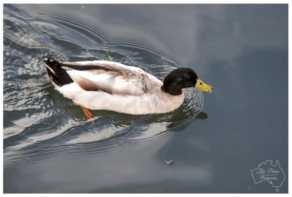 Close up photograph showing a male Mallard duck (drake) swimming on dark water. The duck has a distinct iridescent dark green/black head, a bright yellow bill, and pale grey/white and black body feathers, leaving small ripples behind it.