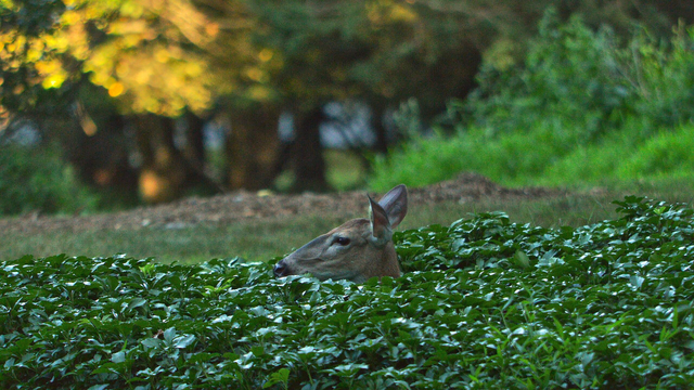 A photo of a deer sticking their head out of a low patch of ivy.