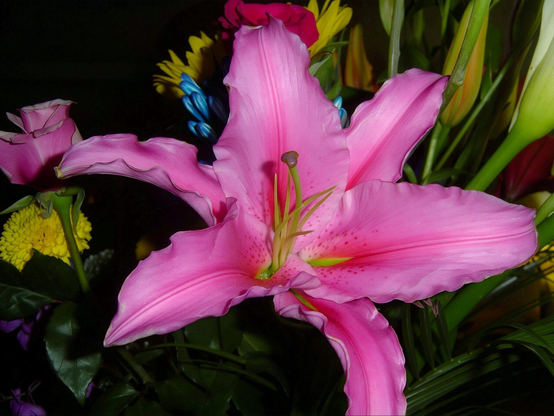 Liber Touch lily, a pollen-free flower that retains the look of traditional Oriental lilies while reducing the risk of allergies.