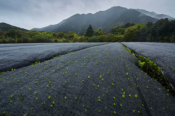 A landscape photo showing a misty mountain rising in the background, its dark, wooded slopes fading softly into a pale, overcast sky. In front of the mountain, a dense band of mixed green trees and shrubs forms a natural border. The entire foreground is filled with several wide, gently curved strips of dark grey woven fabric stretching from the bottom edge towards the trees, creating strong leading lines into the distance. Scattered across this fabric are many tiny, bright, yellow-green tea leaves, each only a few centimetres tall, pushing up through the weave and adding a delicate, dotted texture to the otherwise uniform surface. 