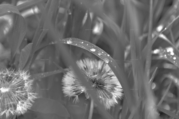 Nature, grass, dandelion, drops, closeup, black and white, photo