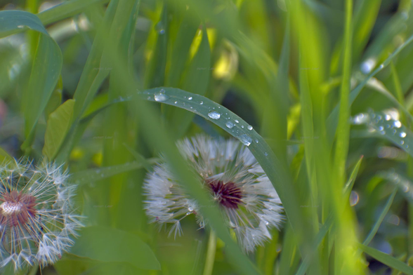 Nature, grass, dandelion, drops, closeup, color, photo