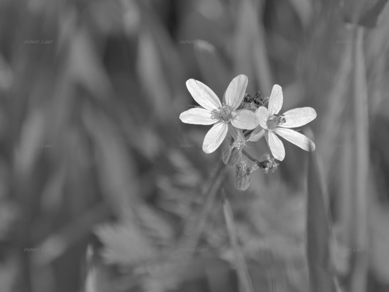 Flowers, closeup, black and white, photo