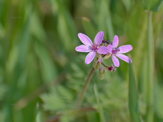 Flowers, closeup, color, photo