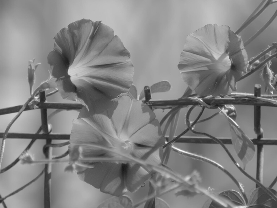 Flowers, closeup, black and white, photo