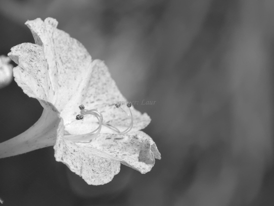 Flower, closeup, black and white, photo