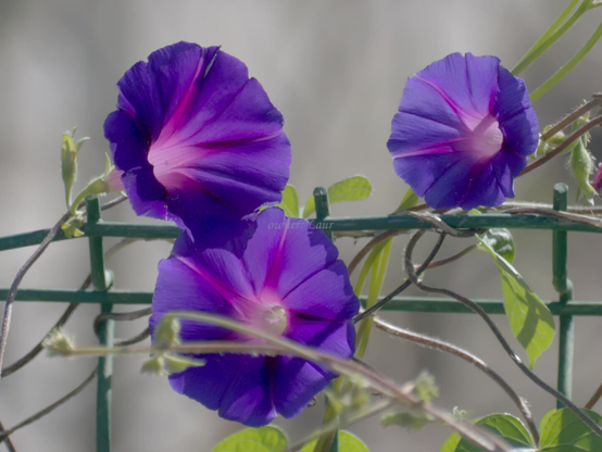 Flowers, closeup, color, photo