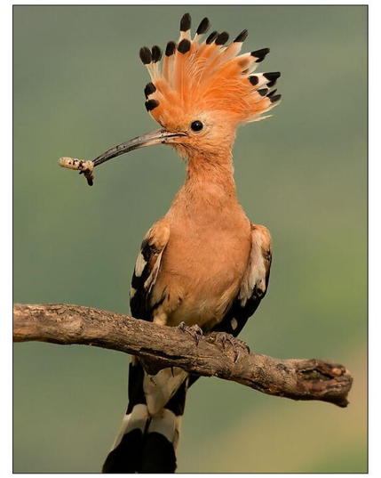 Pic of an hoopoe.