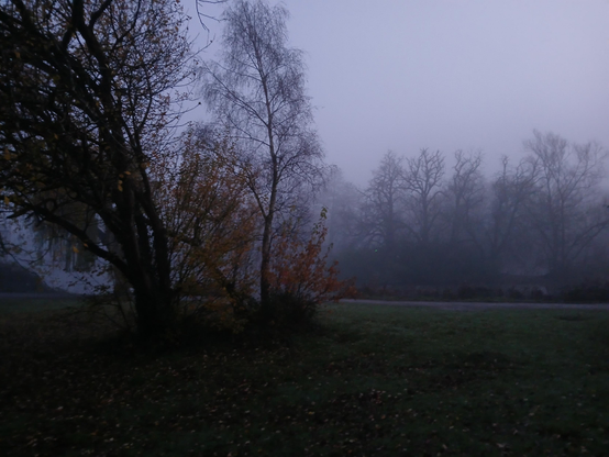 silhouettes of bare trees in the mist; a single one with orange leaves up close