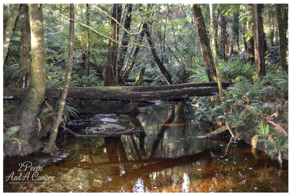 A tranquil view of a narrow, slow moving creek in the Strahan forest. The brown water reflects the surrounding tall, straight tree trunks and the dense undergrowth of ferns.

A large moss covered log spans the creek horizontally, creating a natural crossing. The light is diffused, giving the scene a soft, ethereal quality.