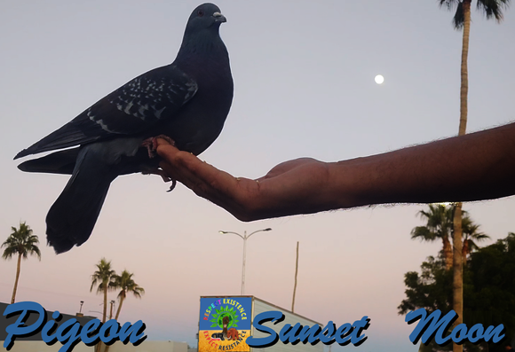a pigeon sitting in my hand at  sunset with the moon in the background ~WT7