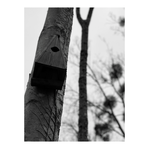 Triangular birdhouse attached to the trunk of a tree. (Version françæ) Nichoir à oiseaux triangulaire fixæ sur læ tronc d’æn arbre.
