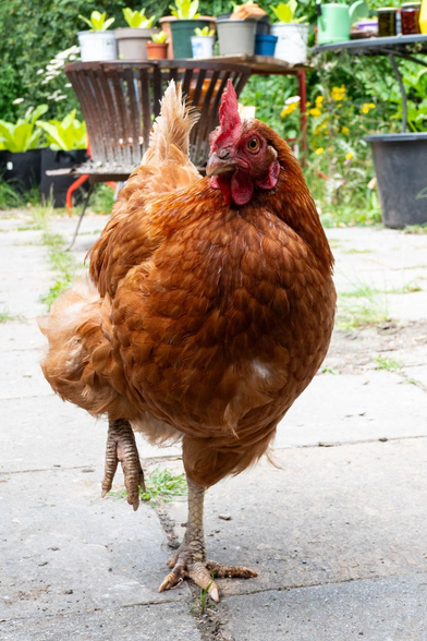 ein braunes Huhn steht im Bild und schaut mit einem Auge zum Betrachter. Es hat dafür seinen Kopf leicht nach rechts gedreht. Das Tier steht auf seinem linken Bein und hat das rechte Bein zwischen die Federn zurück gezogen