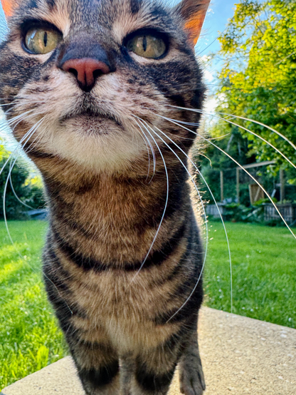 Eine neugierige getigerte Katze kommt ganz nah an die Kamera heran, sodass Schnurrhaare, Nase und Augen im Mittelpunkt stehen. Die warme Abendsonne lässt ihr Fell leuchten, während im Hintergrund ein grüner Garten verschwimmt.