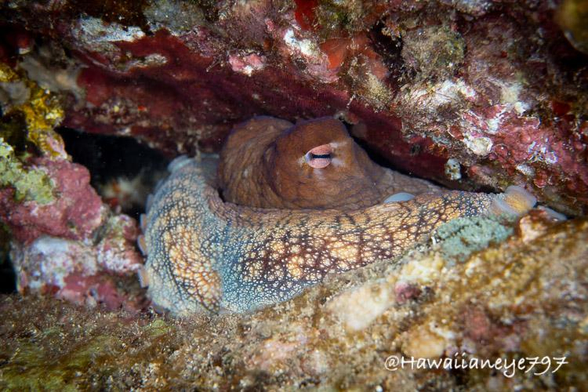 An octopus resting in an underwater crevice. Its eyes are visible as two raised dull brown mounds in the center of the photo with the mottled coloring of an arm wrapped around its head.