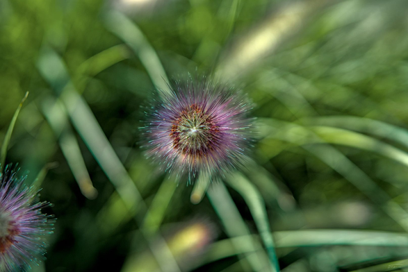 Das Foto zeigt eine Ähre von Ziergras, die von oben fotografiert wurde. Die Ähre wirkt flauschig und buschig, mit feinen, fadenartigen Strukturen, die nach allen Seiten abstehen. Die Farbe ist ein zartes Rosa oder Lila, das sich sanft in die grünen Halme und Blätter einfügt. Der Hintergrund ist unscharf, sodass die Ähre im Vordergrund besonders zur Geltung kommt. Es ist eine Nahaufnahme, die die zarte Textur und die natürliche Schönheit des Grases betont.