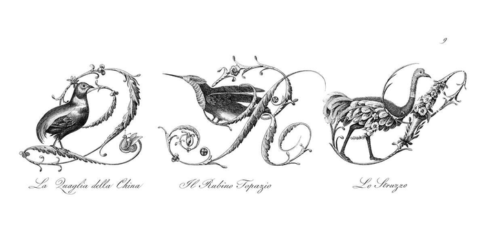 Plate featuring ornamental capital letters Q, R, and S embellished with foliage, flowers, and pictures of birds, namely: a king quail, a ruby-topaz hummingbird, and an ostrich.