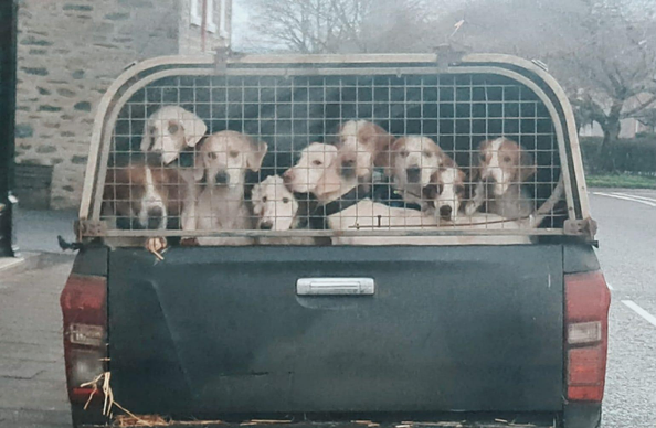 A pickup truck with a metal cage on the back, filled with around ten medium-sized dogs. They are packed closely together, all facing forward behind the wire mesh. Most of the dogs are light-coloured hounds with long faces and floppy ears. The truck is parked on a street beside stone buildings.