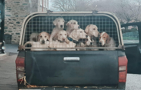 The same pickup truck from a slightly different angle, again showing a crowded group of hound-type dogs pressed up against the wire mesh of the cage on the truck bed. The dogs look outward toward the camera, with their heads close together. The truck is parked at the roadside with buildings and bare trees in the background.