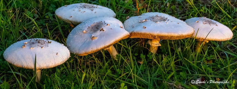 Whitecaps in the Grass

"Five large white mushrooms rise from a patch of golden-green grass, their broad caps slightly convex and dusted with flecks of brown debris—like forest confetti from a passing breeze. The gills beneath some caps peek out in delicate folds, hinting at the intricate architecture hidden below. Their thick, sturdy stems anchor them like ceremonial pillars in a sunlit grove. The lighting—soft and warm—suggests golden hour, casting a gentle glow that enriches the texture of both fungi and earth. The scene feels like a quiet congregation, a natural council gathered in stillness. The photo, credited to Swede’s Photographs, captures not just mushrooms, but a moment of reverent pause in the wild." - Microsoft Copilot