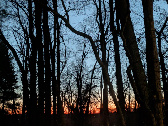 Photo of the taken before sunrise, looking east. The dark silhouettes of mostly bare trees are backed by a red-orange glow on the horizon. Above, the rest of the sky is lightening blue.