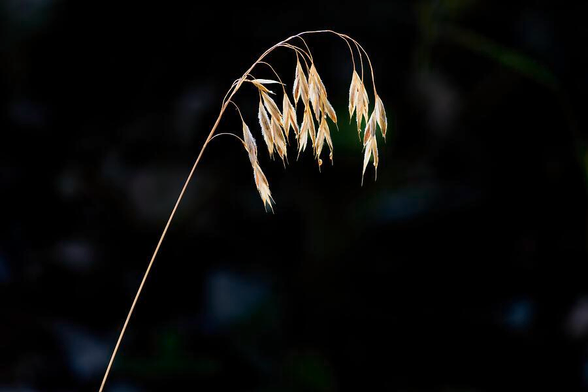 A single wild grass stem gracefully bends against a dark, blurred background. The delicate seeds catch the light beautifully. Photography by Debra Martz