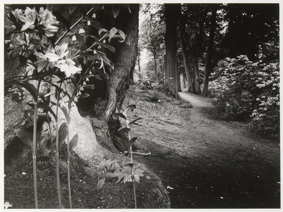 A black and white photograph of a garden path winding through a wooded area, with large tree trunks and flowering plants in the foreground and along the path.