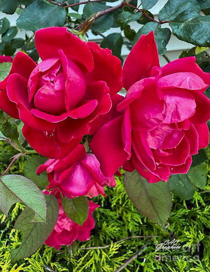 Vivid Red Pink Roses