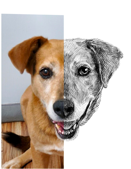 Black and white drawing of a dog named Coco, with the left half of the image being the reference.