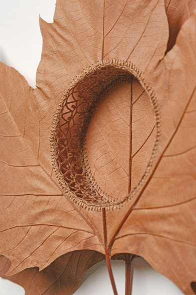 A detail of a composition by Susanna Bauer of two plane tree leaves stitched layered on top of one another and stitched together
