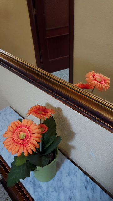 Flower in hallway of q flat partly reflected in mirror.