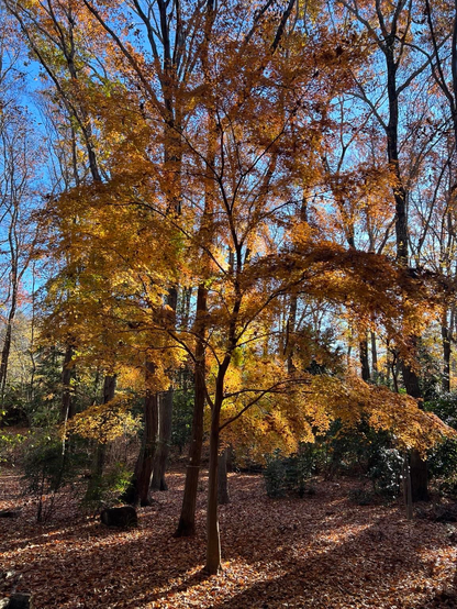 A vibrant Japanese Maple with golden-orange leaves stands in a forest during autumn, surrounded by other trees and a carpet of fallen leaves. The sky is clear and blue, enhancing the colors of the foliage.