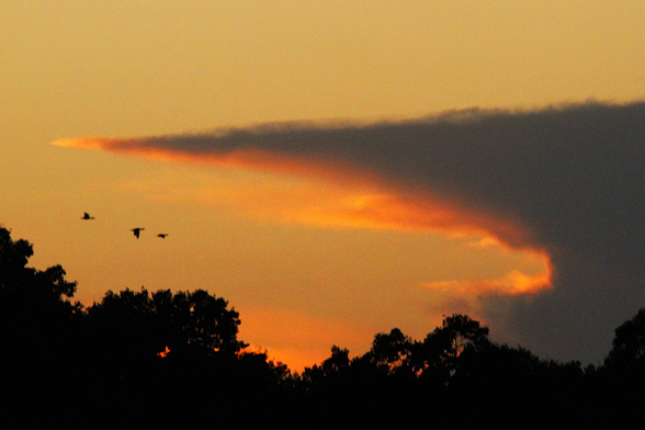 Sunset photo of the large anvil top of a thunderhead to the right forming what appears to be the head and open mouth of a shark. Three small ducks in silhouette are flying into the mouth from the left. Treetops are below along the bottom of the photo.