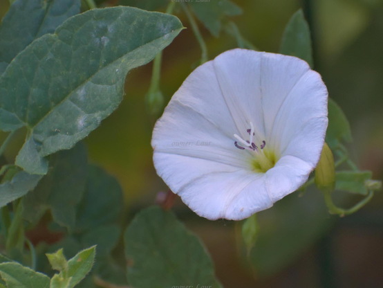 Flower, closeup, color, photo