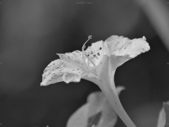 Flower, closeup, black and white, photo