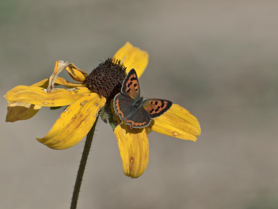 Butterfly, flower, color, photo