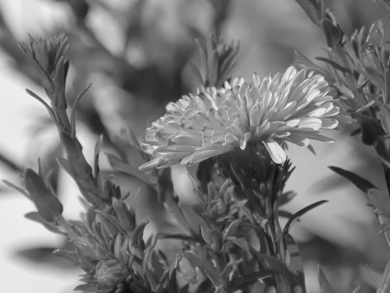 Flower, closeup, black and white, photo