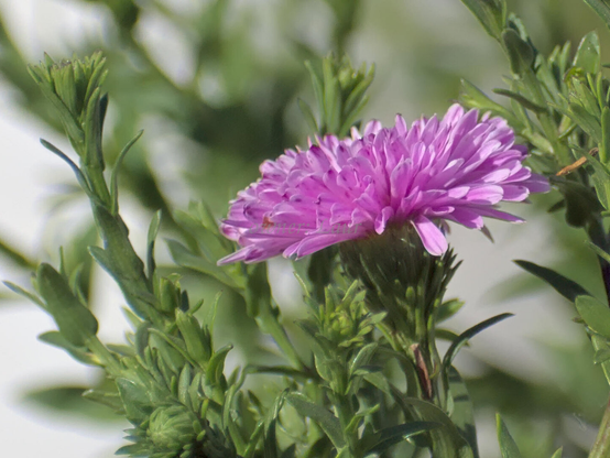 Flower, closeup, color, photo
