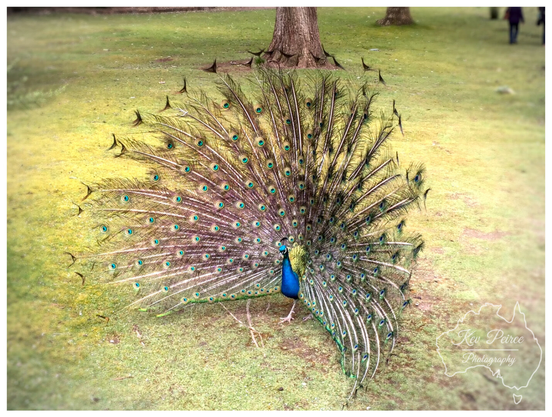 A magnificent male peacock (peafowl) stands on a grassy lawn with its iridescent blue and green tail feathers fully fanned out in an enormous, circular display.  The feathers, or train, are covered with striking ocelli (eyespots). The background features green grass, a few brown patches, a large tree trunk, and a blurred person in the distance.  Photo signed Kev Peirce.