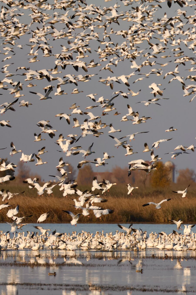 Thousands of white geese in flight and on the water at dusk