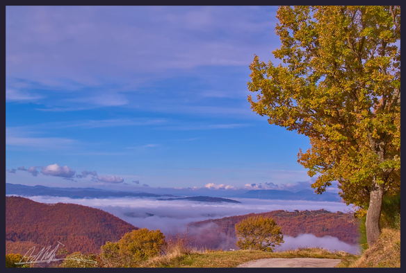 A golden brown landscape of wooded hills is framed by a tree on the right of the frame. The low land in the distance is shrouded in low lying fog. On the horizon a chain of snowy peaked mountains. The sky is fine and blue with some thin high cloud.