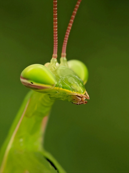 A sculpted sentinel with towering antennae and eyes wide in unblinking calculation
Portrait of a Praying Mantis
Photograph by Sai Pixels