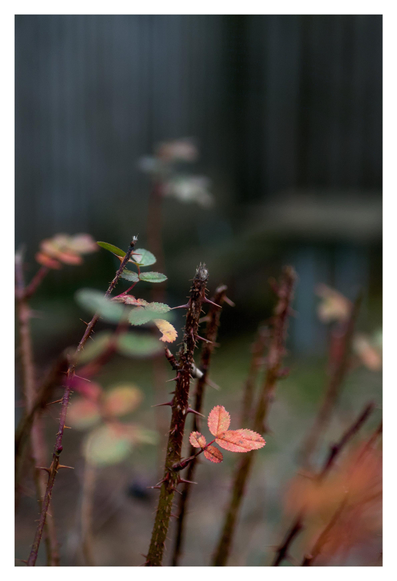 En stående bild på en taggig buske med några få, små löv i rött, gult och grönt. I bakgrunden syns en liten buske vid ett plank ur fokus.