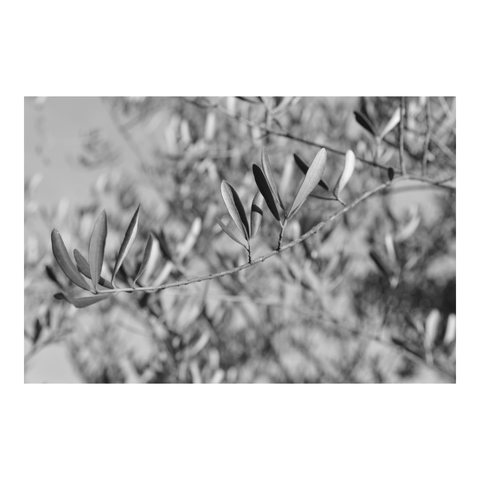 Quiet olive branches. (Version françæ) Branches d’oliviers tranquillou.