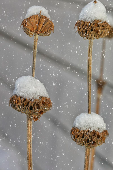 Macro of weathered flowers of Phlomis Russiliana in winter with snowhats