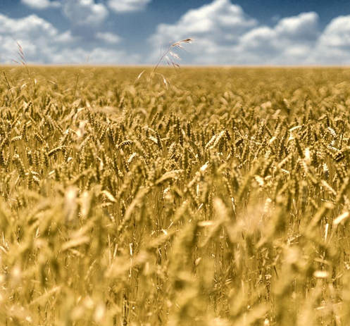 Campo de trigo en Castilla