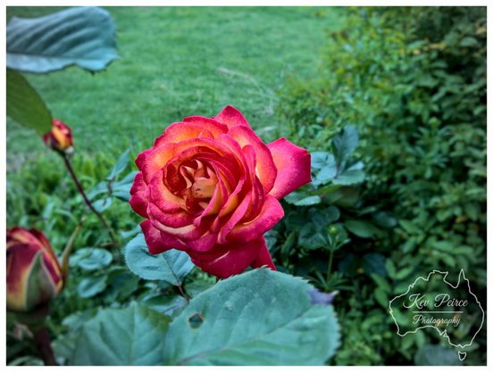 A close up, high angle photograph of a single, vibrant dark red rose in full bloom, centered against a softly blurred background of bright green leaves.  The intense colour of the petals contrasts sharply with the foliage.