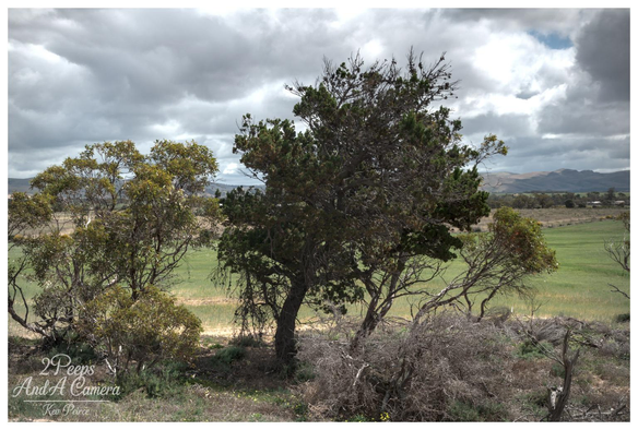 A landscape photo dominated by a cluster of gnarled, dark green and olive trees in the foreground, surrounded by low dry brush.

Beyond the trees, a bright green field stretches to the base of hazy, low lying hills in the distance.

The sky above is dramatic, filled with heavy, dark grey storm clouds, creating a moody atmosphere.